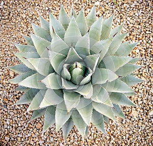 Desert garden landscape agave succulent plant