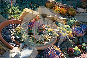 Desert garden with succulents