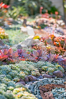 Desert garden with succulents