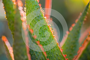 Desert garden with succulents