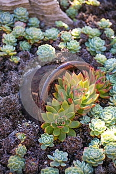 Desert garden with succulents