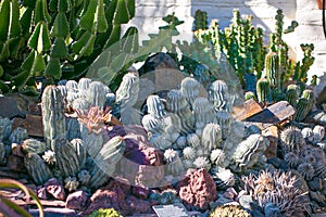 Desert garden with succulents