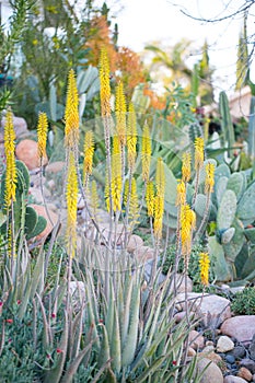 Desert garden with succulents