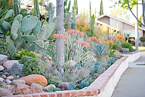 Desert garden with succulents