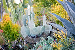 Desert garden with succulents