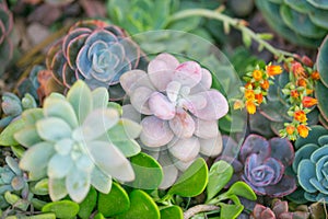 Desert garden with succulents