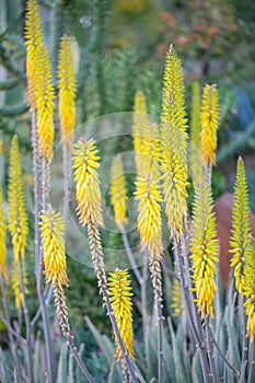 Desert garden with succulents photo