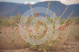 Desert Globemallow In Browns Park, Colorado