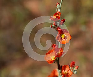 Desert Globemallow Flowers