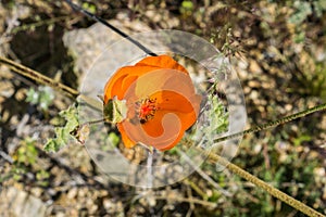 Desert Globemallow Sphaeralcea ambigua blooming in Joshua Tree National Park, California