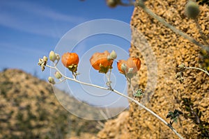 Desert Globemallow Sphaeralcea ambigua blooming in Joshua Tree National Park, California