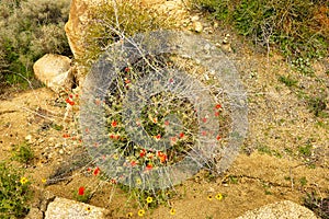 Desert globemallow (Sphaeralcea ambigua)in the Mojave Desert, California