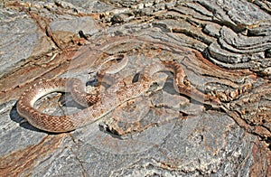 Desert Glossy Snake, Arizona elegans eburnata