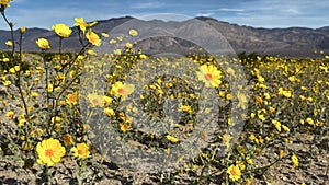 Desert gold wildflowers in Death Valley