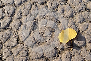 Desert with a golden leaf