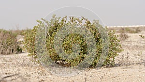 Desert grass plant in Qatar,Halophyte plant Zygophyllum qatarense or Tetraena qatarense