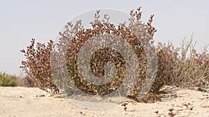 Desert grass plant in Qatar,Halophyte plant Zygophyllum qatarense or Tetraena qatarense photo