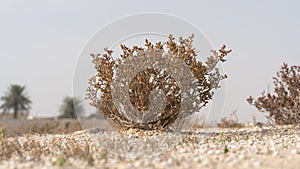 Desert grass plant in Qatar,Halophyte plant Zygophyllum qatarense or Tetraena qatarense photo