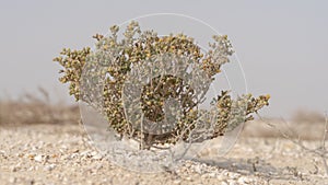 Desert grass plant in Qatar,Halophyte plant Zygophyllum qatarense or Tetraena qatarense photo