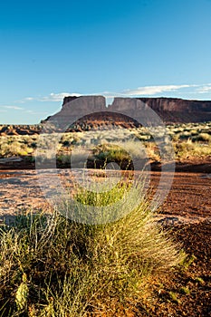 Desert Grasses illuminated by rising sun