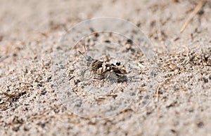 Desert grasshopper on sandy ground in natural environment