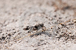 Desert grasshopper on sandy ground in natural environment