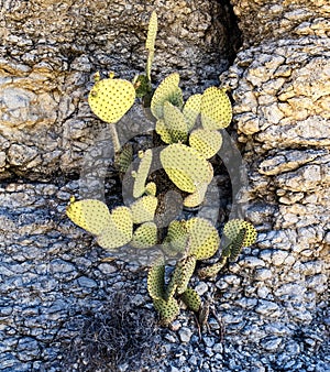 Desert green-yellow cactus grows among rocky terrain in Texas Big Bend Park.