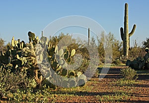 Desert Greenery