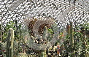 Desert Greenhouse Chenshan Botanical Garden