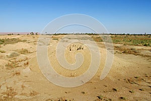 Desert ground whell
