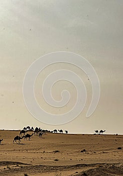 desert with a group of camels that look pleasing to the eye
