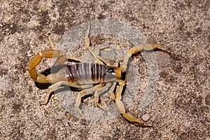 Desert Hairy Scorpion photo