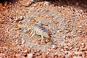 Desert Hairy Scorpion On Land