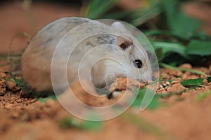 Desert hamster