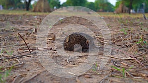 Desert hedgehog walking on agriculture ground. Long eared hedgehog or Hemiechinus auritus, captive animal