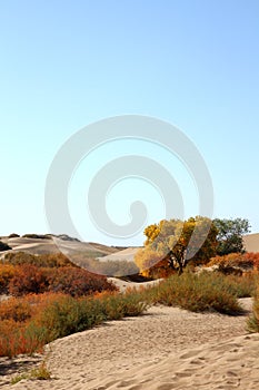 The desert hero- Ejinaqi Populus euphratica