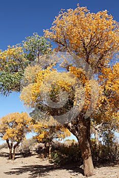 The desert hero- Ejinaqi Populus euphratica