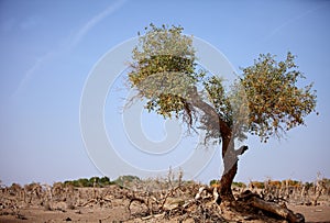 The desert hero-Heart-shaped withered tree in Ejin