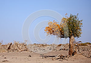 The desert hero-Heart-shaped withered tree in Ejin