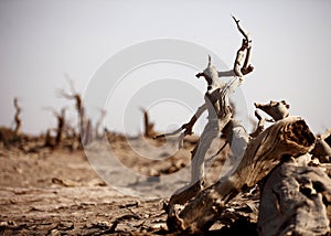 The desert hero-withered tree in Ejinaqi