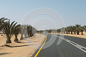 desert highway with palms