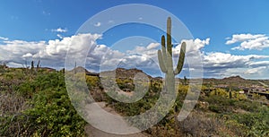 Desert Hiking Trail In Scottsdale Arizona With Cactus