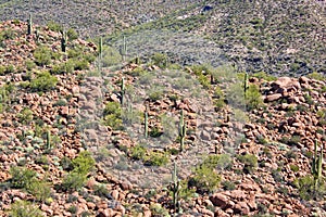 Desert Hillside with Saguaros