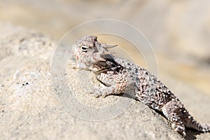 Desert Horned Lizard