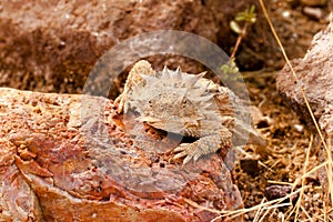 Desert Horned Lizard