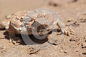 Desert Horned Lizard