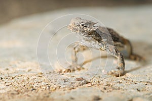Desert horned lizard