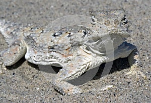 Desert Horned Lizard