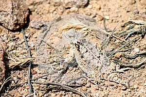 Desert Horned Lizard in Arizona