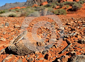 Desert Horned Lizard desert,Nevada,United States